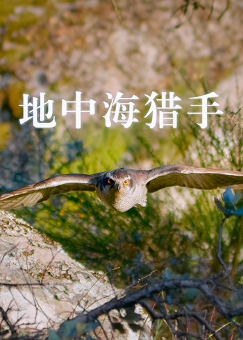 地中海猎手